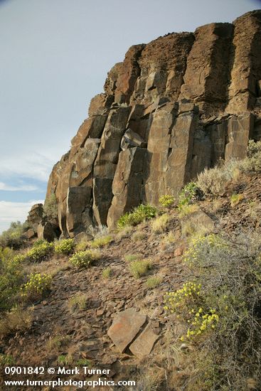 Eriogonum sphaerocephalum