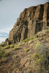 Round-headed Desert Buckwheat below columnar basalt cliffs