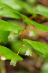 Oregon Wintergreen blossoms & foliage