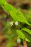 Oregon Wintergreen blossoms & foliage