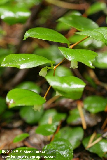 Gaultheria ovatifolia