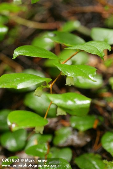 Gaultheria ovatifolia