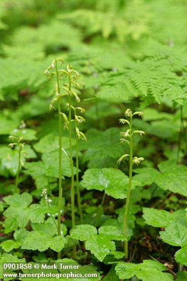 Corallorrhiza trifida
