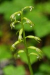 Northern Coralroot blossoms