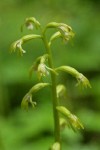 Northern Coralroot blossoms