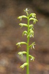 Northern Coralroot