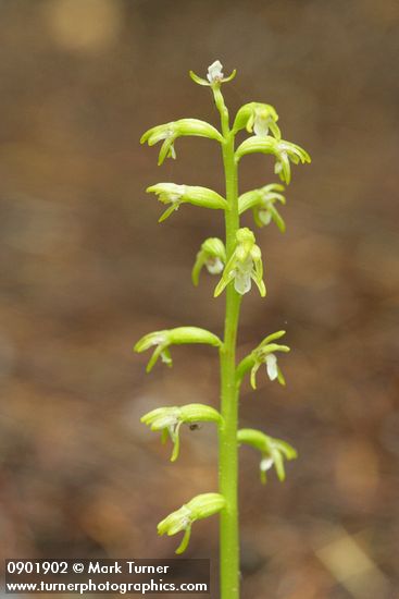 Corallorrhiza trifida