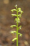 Northern Coralroot