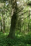 Sitka Spruce w/ May Lily groundcover