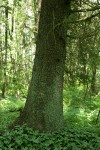 Sitka Spruce trunk w/ May Lily groundcover