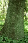 Sitka Spruce trunk w/ May Lily groundcover