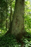 Sitka Spruce trunk w/ May Lily groundcover