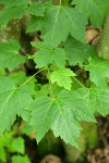 Douglas Maple foliage