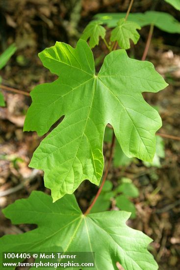 Acer macrophyllum