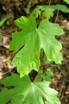 Bigleaf Maple foliage