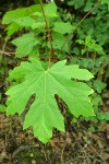 Bigleaf Maple foliage