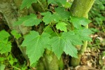 Douglas Maple foliage