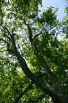 Douglas Maple against sky