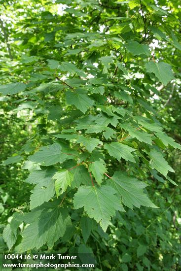 Acer glabrum var. douglasii