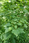 Douglas Maple foliage