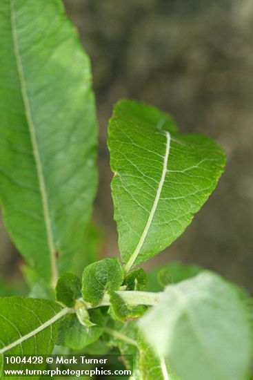 Salix sitchensis