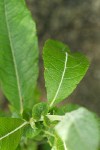 Sitka Willow foliage & stipules detail