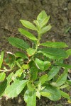 Sitka Willow foliage & stipules