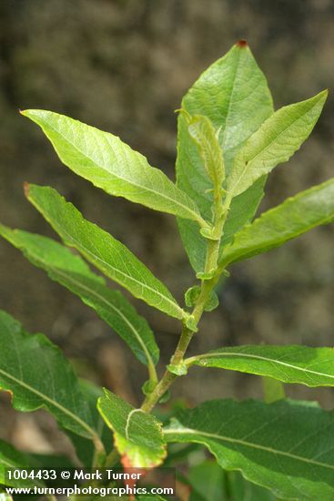 Salix sitchensis