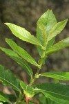 Sitka Willow foliage & stipules