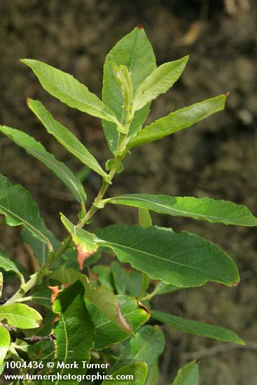 Salix sitchensis