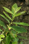 Sitka Willow foliage