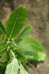 Sitka Willow foliage & stipules detail