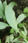 Sitka Willow foliage reverse & stipules detail