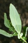 Sitka Willow foliage reverse & stipules detail