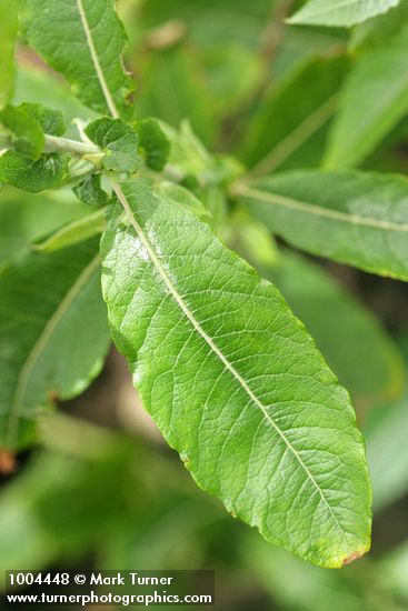 Salix sitchensis