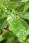 Sitka Willow foliage & stipules detail