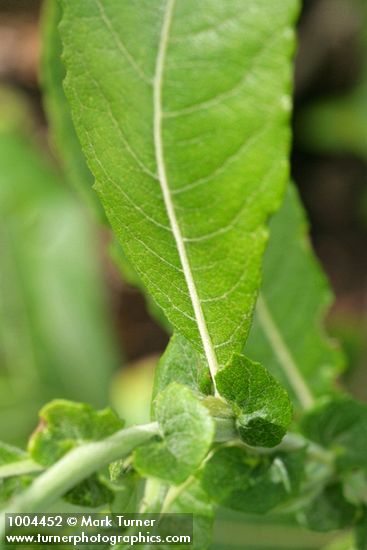 Salix sitchensis