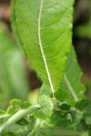 Sitka Willow foliage & stipules detail