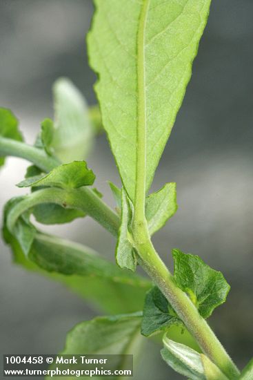 Salix sitchensis