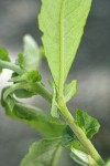 Sitka Willow foliage reverse & stipules detail