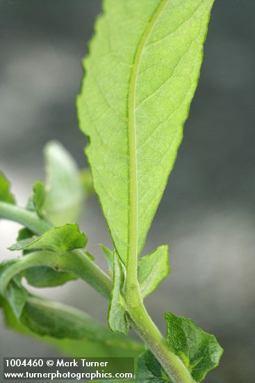 Salix sitchensis