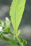 Sitka Willow foliage reverse & stipules detail