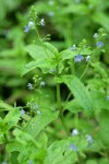 American Speedwell