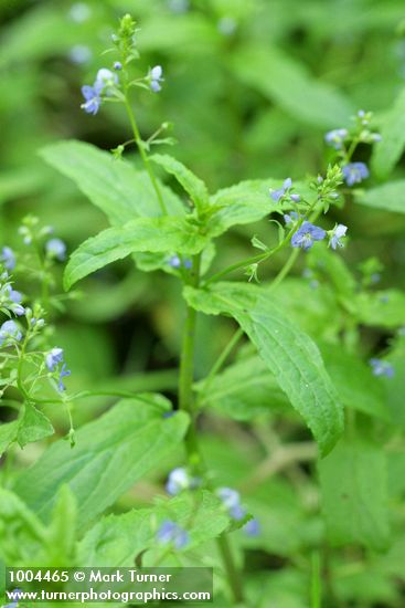 Veronica americana