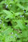 American Speedwell