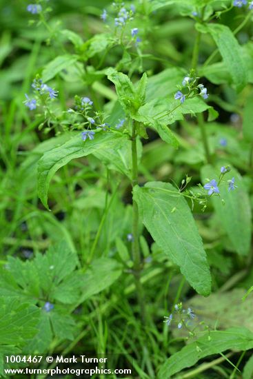 Veronica americana