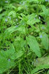 American Speedwell