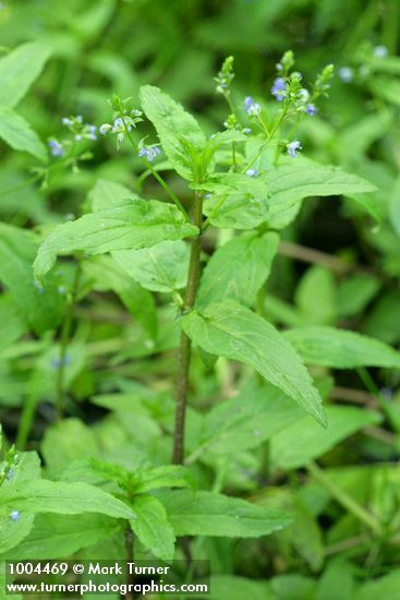 Veronica americana