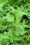 American Speedwell