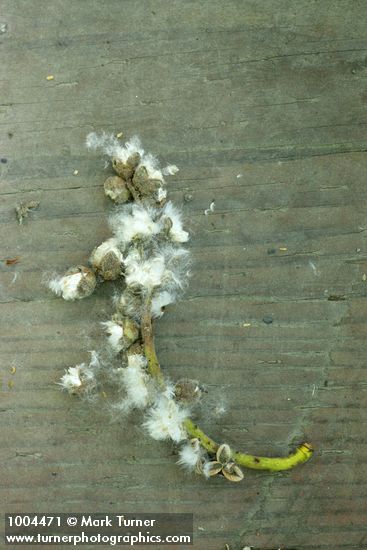 Populus trichocarpa
